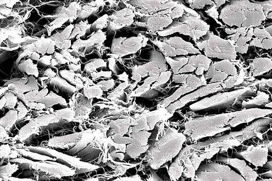 ������� ����� ����� ������ ����� ������ Botiss Biomaterials Collprotect� Membrane