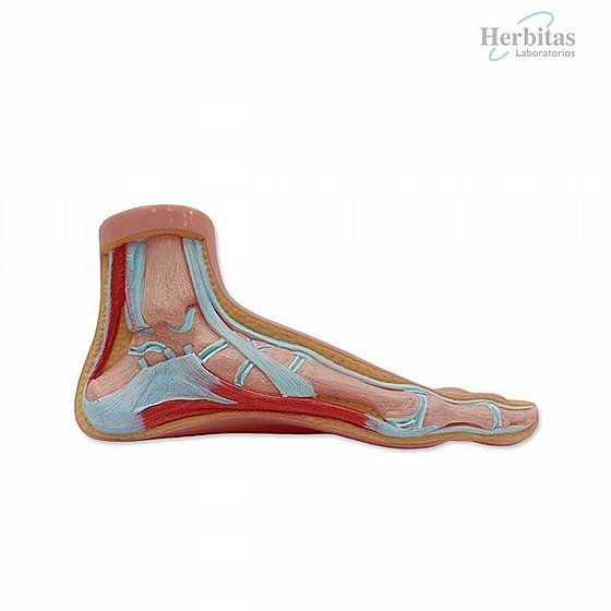 ���� ������� Palmilla TFI 3/4